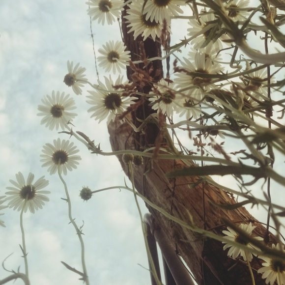 Meet your Posher, Allee - Picture 1 of 1